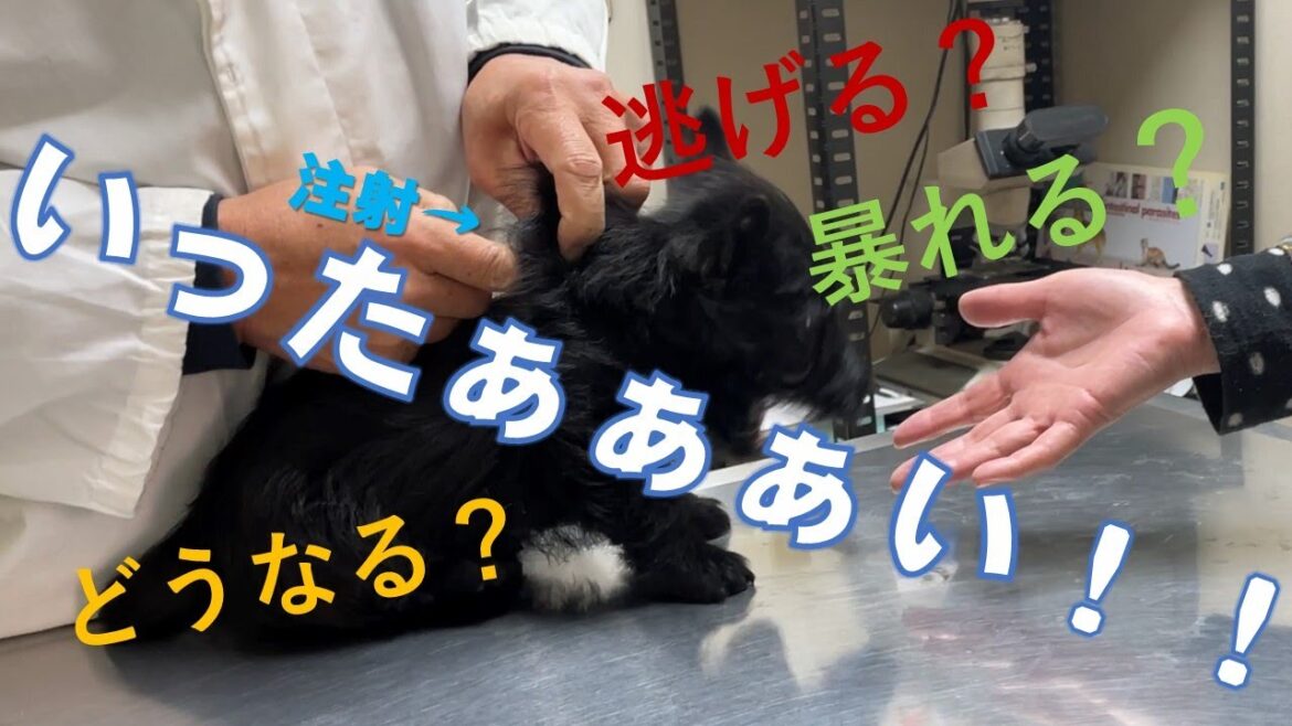 初めてのワクチンで2匹の反応はいかに！？【スコティッシュテリア　子犬】