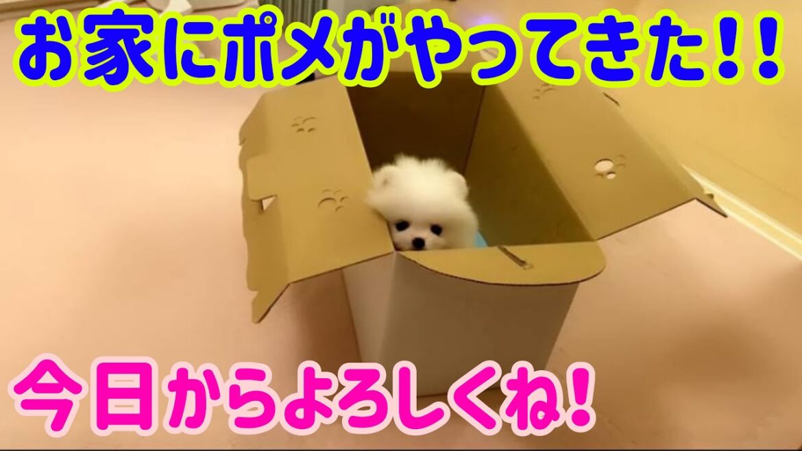 極小ホワイトポメラニアンがついにやってきた！