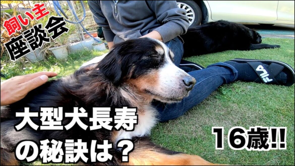 大型犬長生きの秘訣は？バーニーズマウンテンドッグ16歳【飼い主対談】