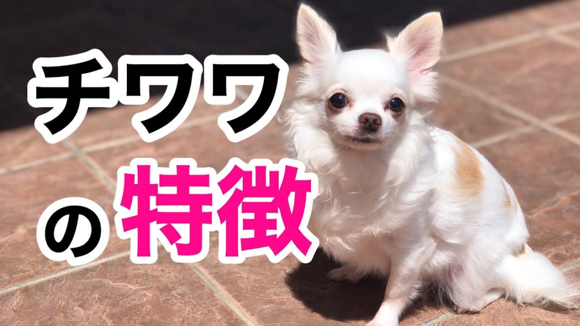 【癒し】チワワの特徴をペットショップ店長が解説します