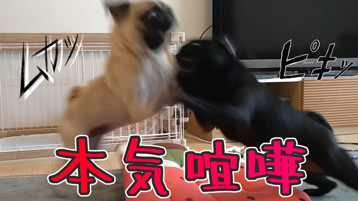パグの本気喧嘩が映ります!!苦手な方はスルーして下さい。