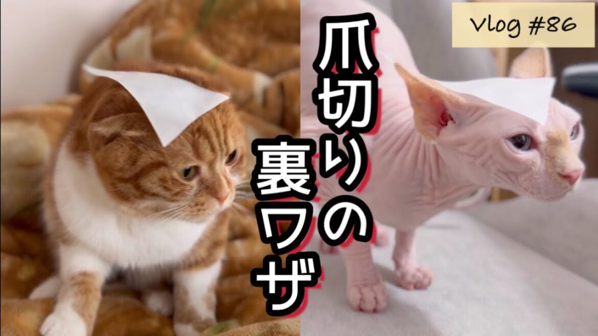 暴れんぼ猫が大人しく爪切りさせてくれる裏ワザがあるらしい【スコ＆スフィンクスの日常】