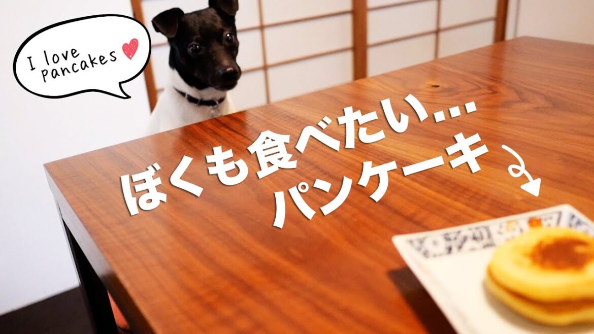何食べてるの？僕の分もあるの？（日本テリアとの暮らし）