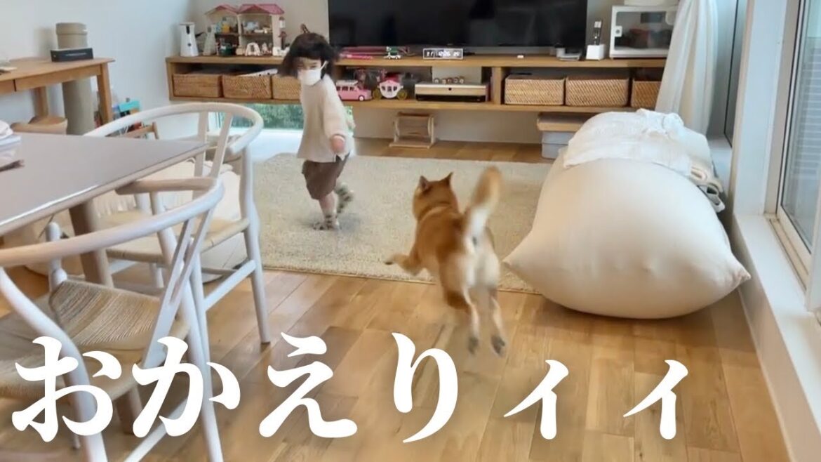 娘が入院から帰ってきた！ここ数日元気なかった柴犬さんが・・涙