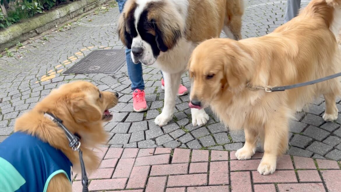 超大型犬セントバーナード(80kg)に喧嘩を売ったゴールデンレトリバーの末路…