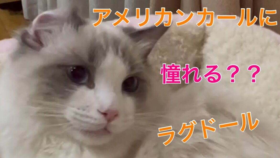 【猫】アメリカンカールに憧れる？？ラグドール/A ragdoll longing for American curls