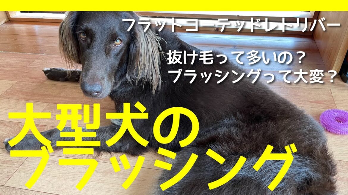 【大型犬のブラッシング】フラットコーテッドレトリーバーの抜け毛はどれくらい？ #56