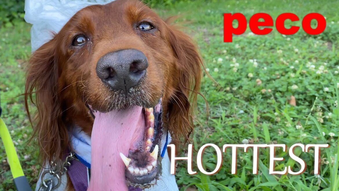 HOTTEST（peco）　アイリッシュセター（アイリッシュセッター）Irish Setor（Irish Setter）