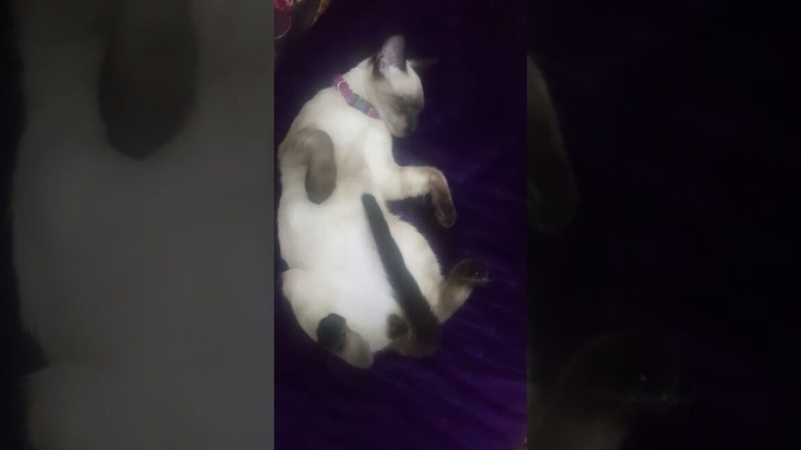 قطط تنام بشكل مضحكCats sleep funnyLes chats dorment drôle고양이는 재미 자고 shorts YouTube shorts vidéos