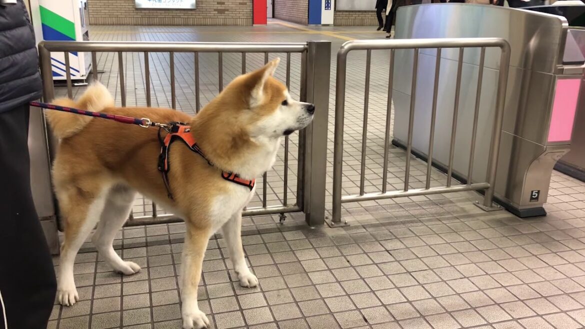 駅にお兄ちゃんを迎えに行く　【秋田犬ゆう太】　 Akita Inu Yuta picks up his brother at the station【Akita Inu Yuta】