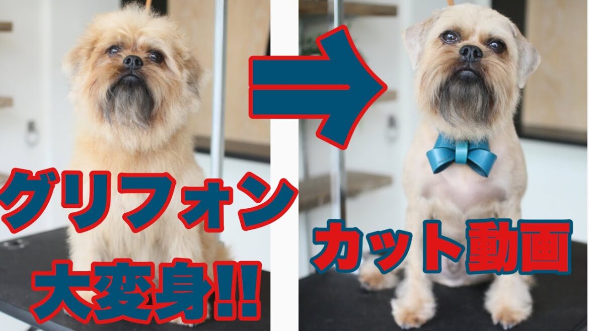 【グリフォン】トリミング カット動画 【グリフォン】トリミング カット動画