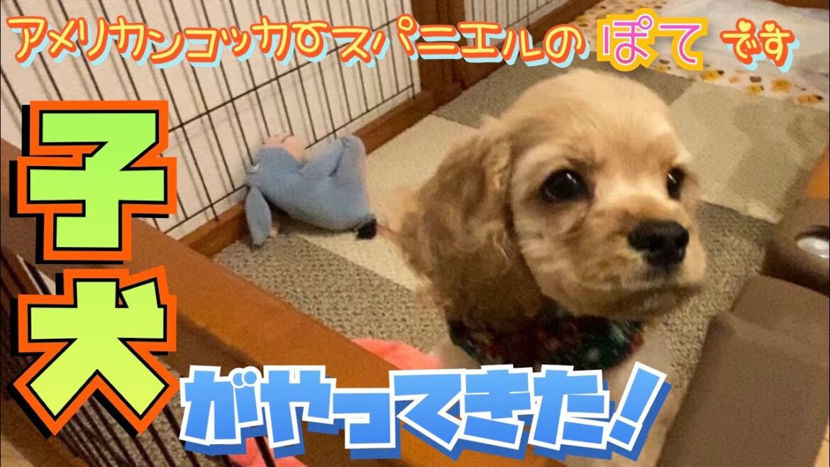 【子犬】アメリカンコッカースパニエルのぽてです【American cocker spaniel puppy】