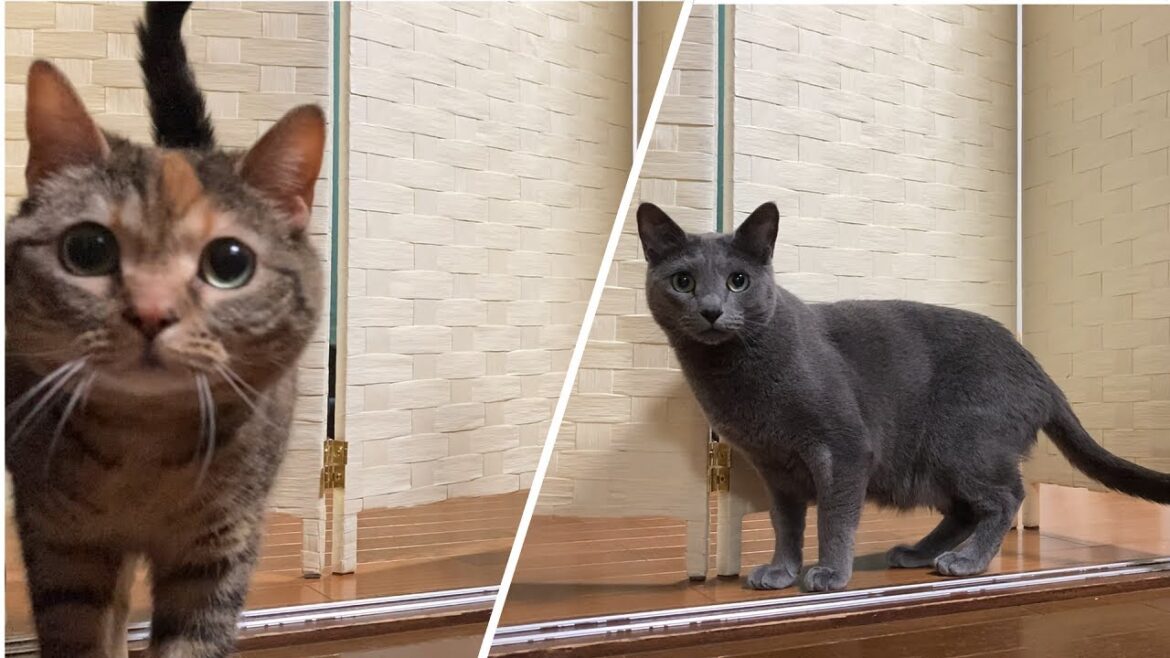 いたずら対策でパーテーションを設置したらスリ抜けようと必死すぎる猫！！！【ロシアンブルー　アメリカンショートヘア】