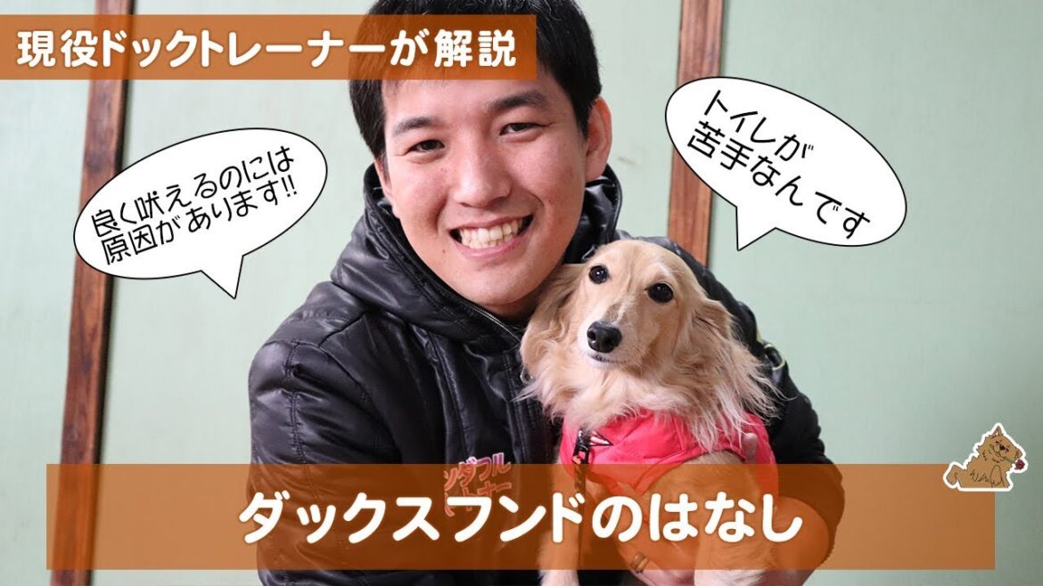 みんなから人気のダックスフンドは実はトイレが苦手なんです　どんな犬？飼い方？特徴は？現役ドックトレーナーの犬種紹介（Dachshund）