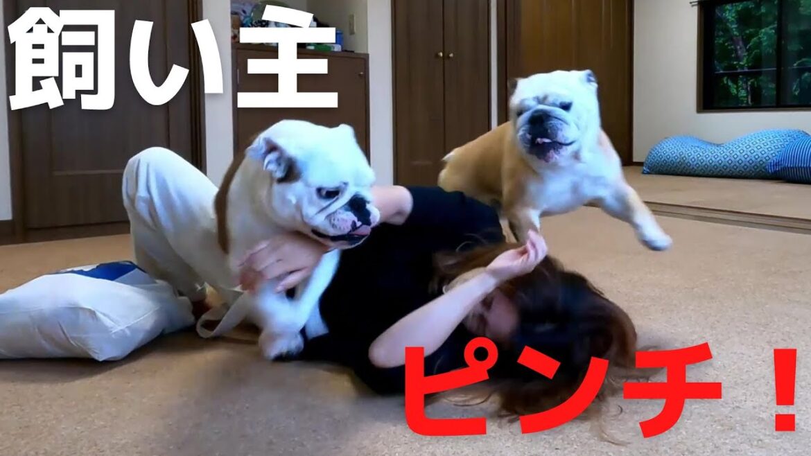 4日間も家を留守にした飼い主にNoStopでブチ切れるブルドッグがこちら！