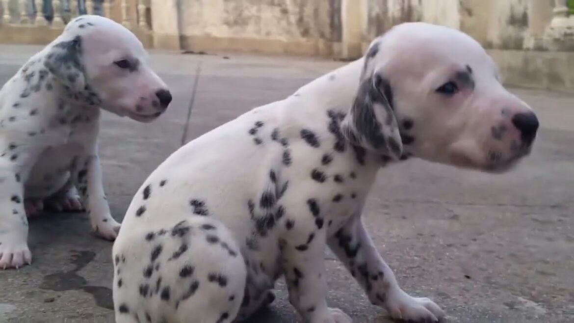 【ダルメシアン】あの101匹わんちゃんのモデル犬！！可愛い集【子犬】