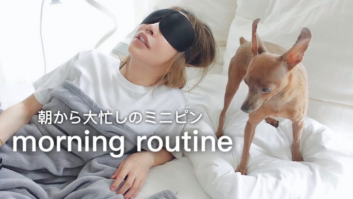 【モーニングルーティン】朝から大忙しの子鹿犬が可愛いすぎwww(ミニピン) 【モーニングルーティン】朝から大忙しの子鹿犬が可愛いすぎwww(ミニピン)