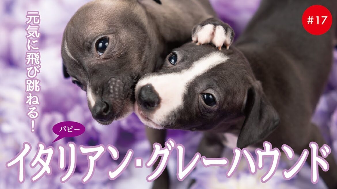 かわいいイタリアングレーハウンド（イタグレ）の子犬たち #17 Italian Greyhound