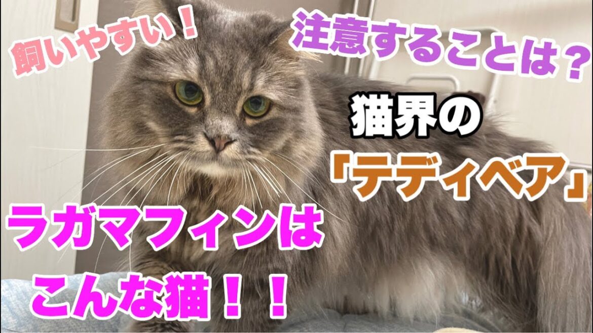 【飼いやすい】ラガマフィンってどんな猫? 【飼いやすい】ラガマフィンってどんな猫?