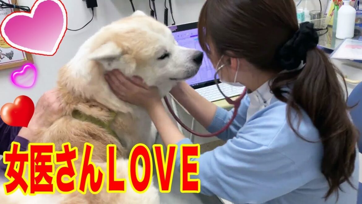 愛しの女医さん♪恋する秋田犬そうすけ君の動物病院veterinary hospital