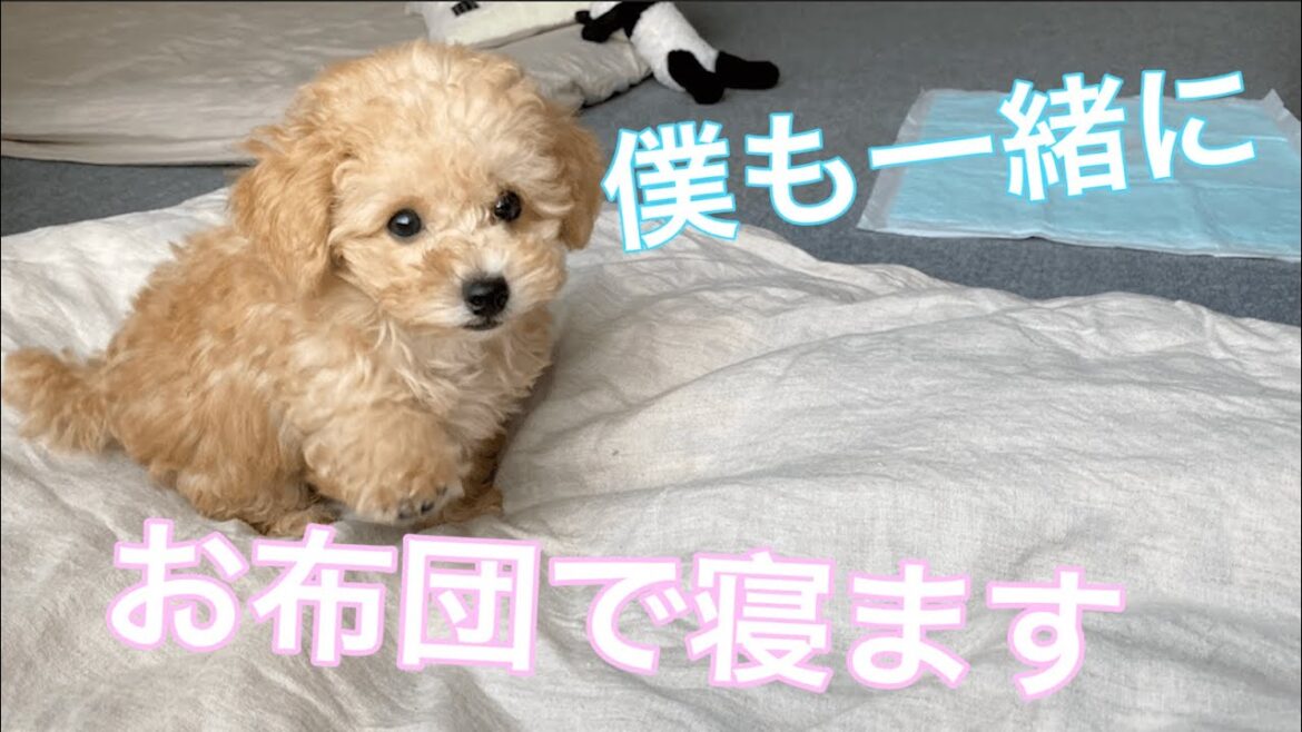 ママさんの布団から離れたくない子犬がかわいい【トイプードル】 ママさんの布団から離れたくない子犬がかわいい【トイプードル】