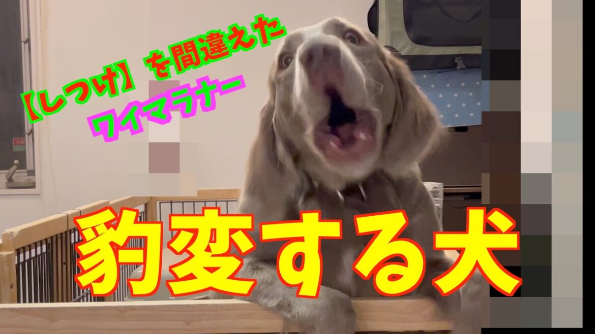 ヤキモチが過ぎて豹変する【ワイマラナー】しつけを間違えたらこうなる