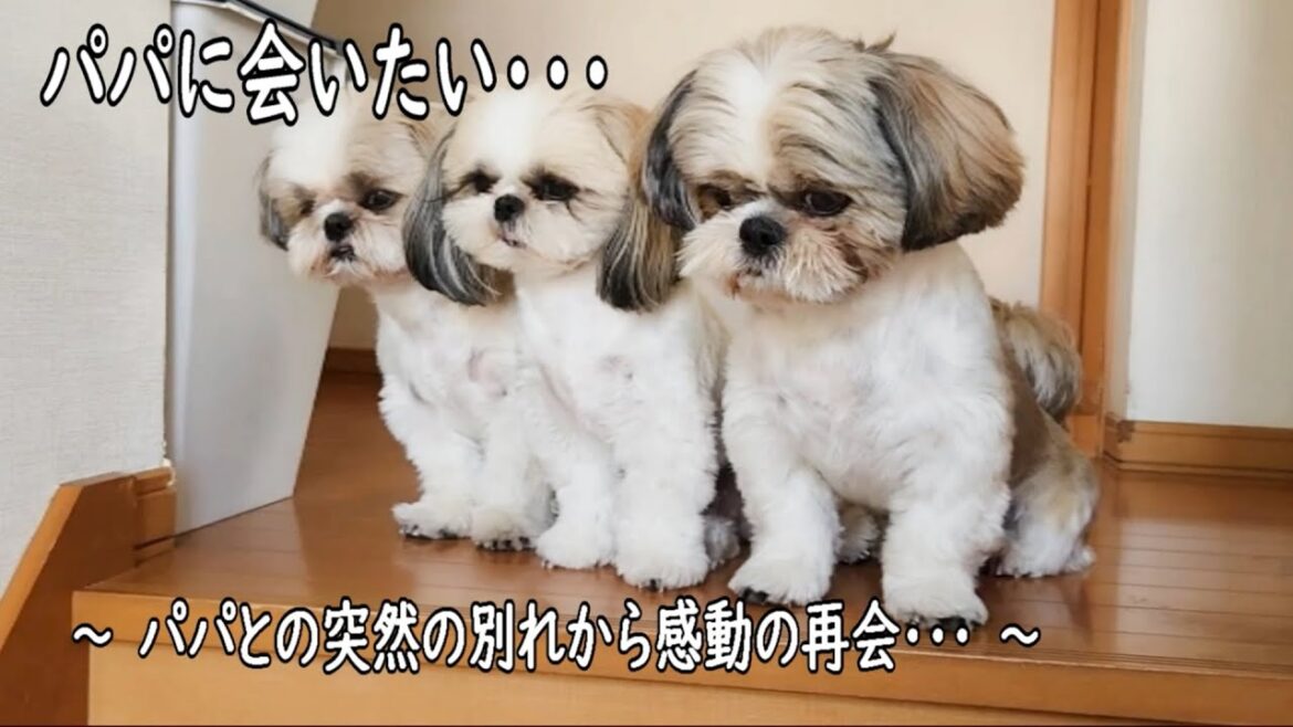 【シーズー】パパの突然の入院！会いたい気持ちが抑えきれない愛犬たち・・・#しおまめはなチャンネル#再会#多頭飼い