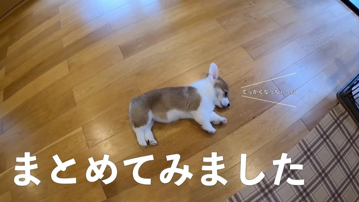 【こんなに大きくなるの！？】コーギー子犬の２ヶ月間を３分間でどうぞ【コーギ犬まる】