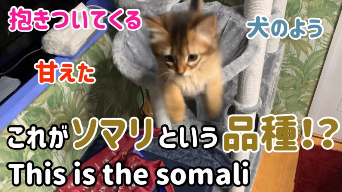 【ソマリの性格】何度も抱きついてくれる／これがソマリという品種なのでしょうか／Somali personality