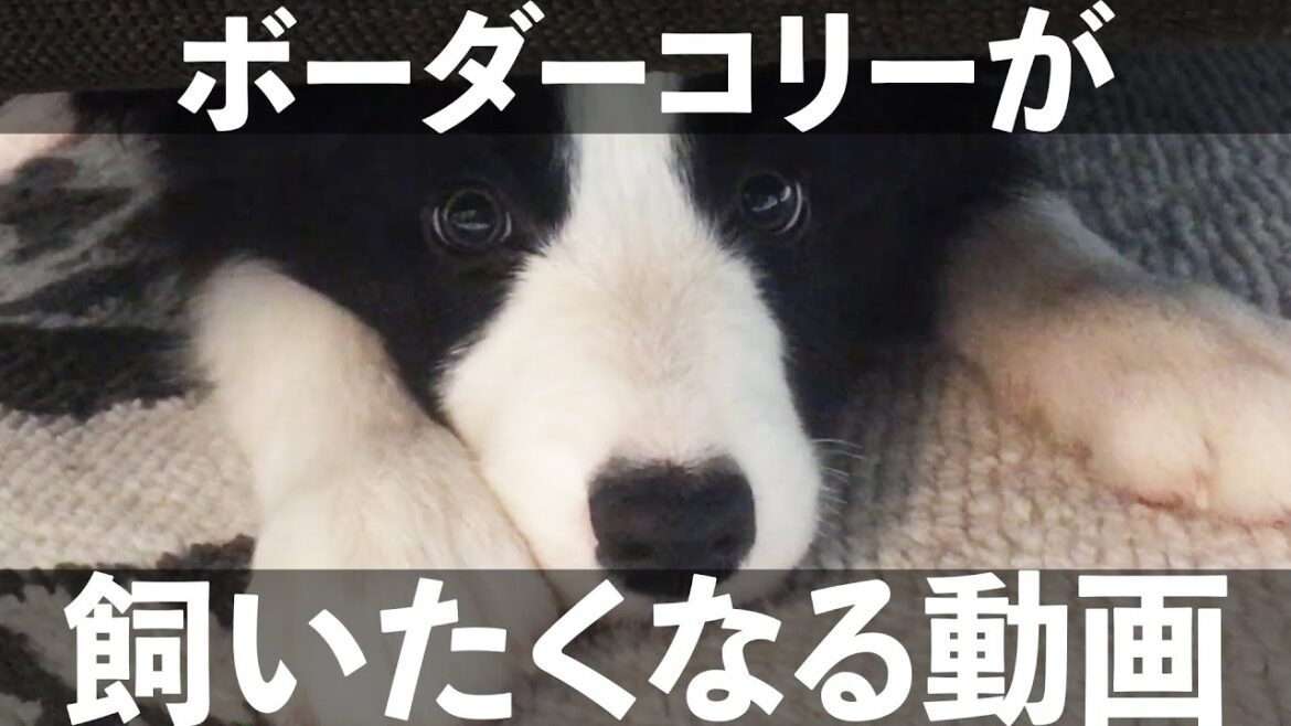 ボーダーコリーを飼いたくなってしまうポイント５選！