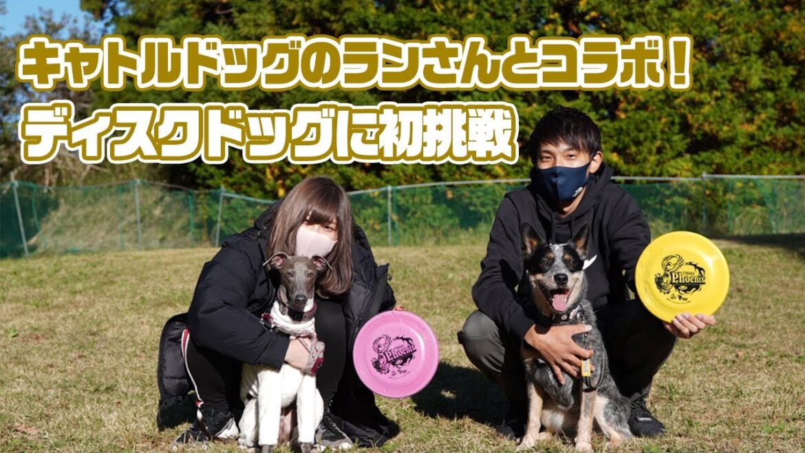 初コラボ！【超初心者向け】ディスクドッグ講座