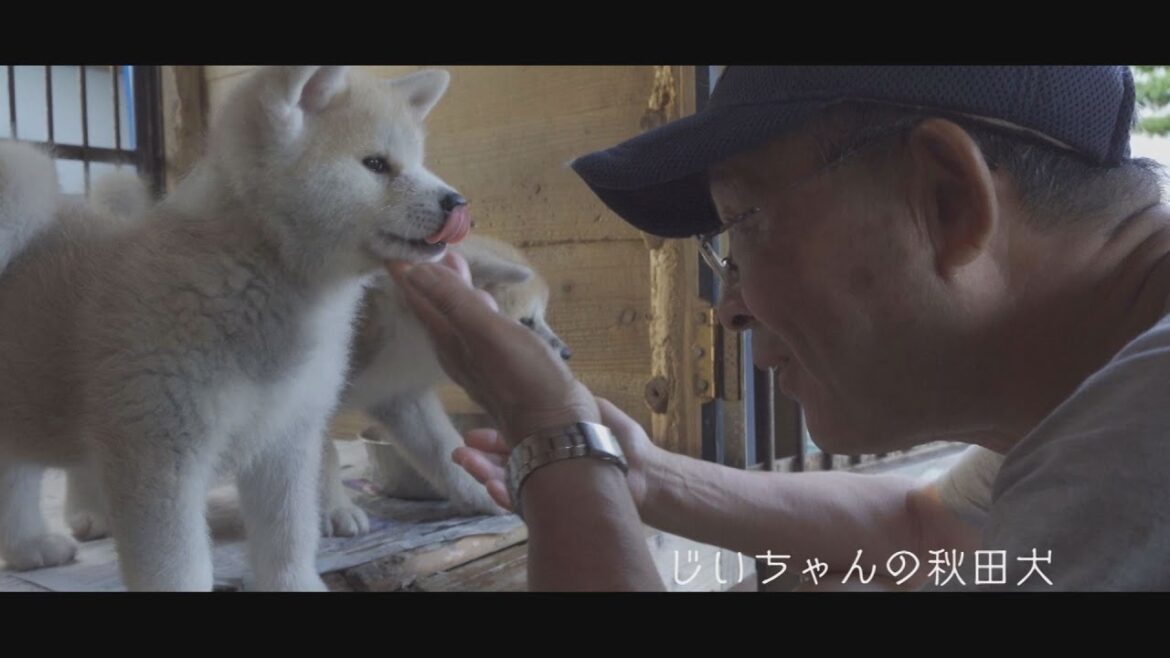 じいちゃんの秋田犬【子育て編】＃15　おやすみ前の大事なひととき