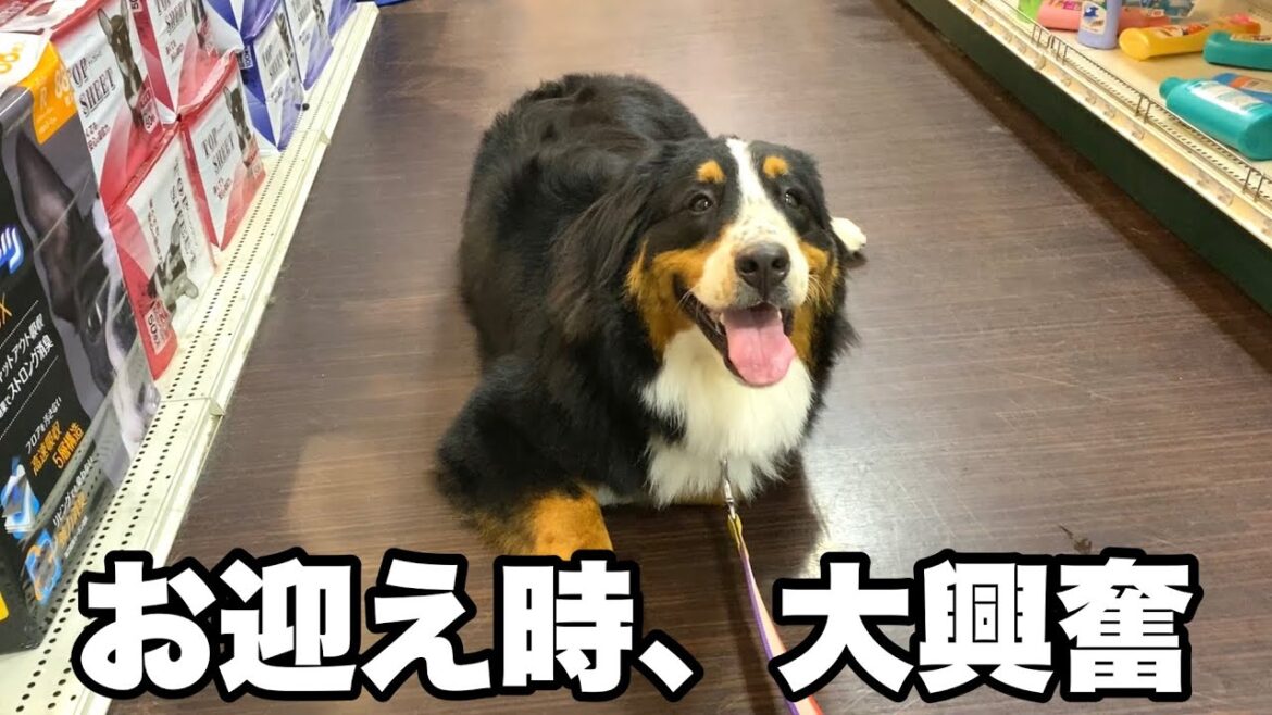お泊まり＆シャンプー後のお迎え時の喜びが凄かった！バーニーズマウンテンドッグ