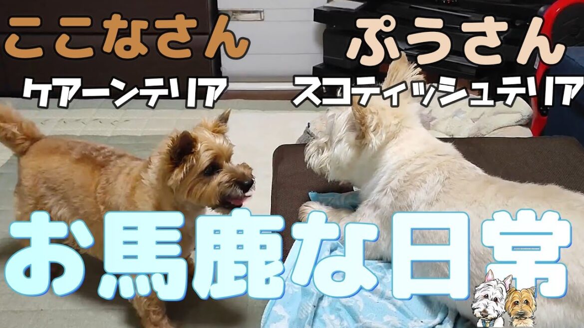 【スコティッシュテリア】ぷうさんは、何かを伝えたいが私は理解不能。【ケアーンテリア】ここなさんは、ぷうさんに変な所を舐められ怒り心頭！