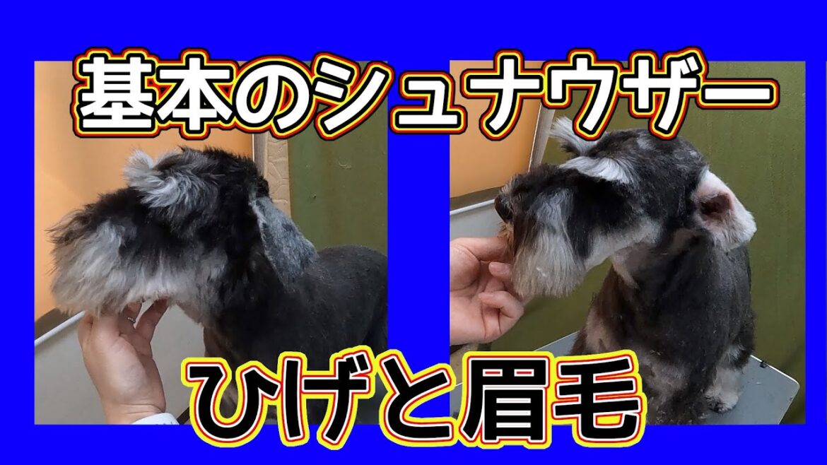 #104  【シュナウザー】顔のカット〜髭と眉毛のスタンダードスタイル〜
