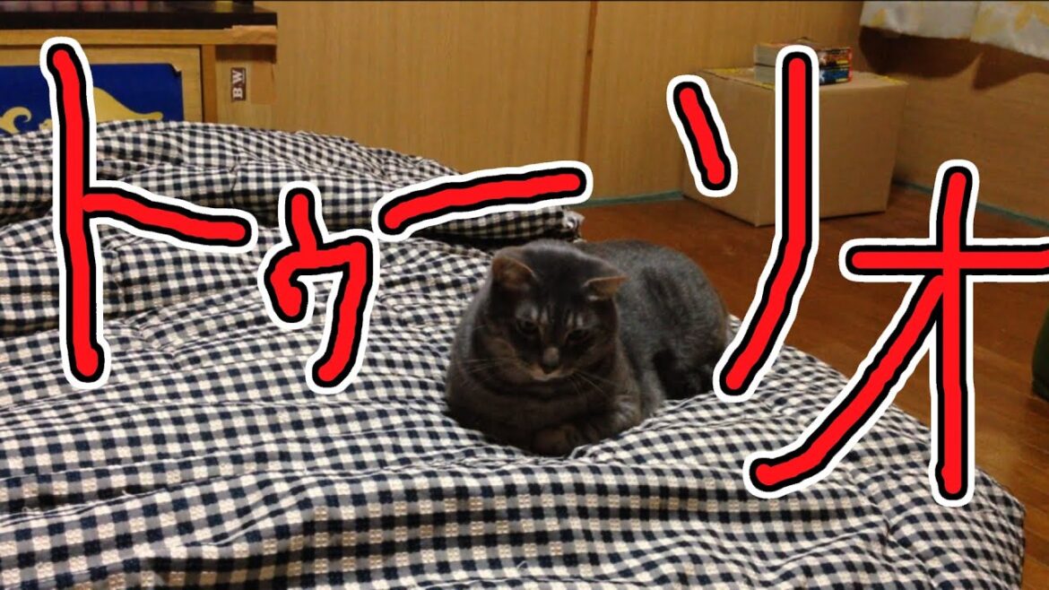 猫動画　田中！マンクス！トゥーリオ！