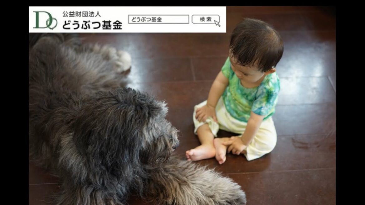 保護犬ジオと海（ビアデッドコリーmix）
