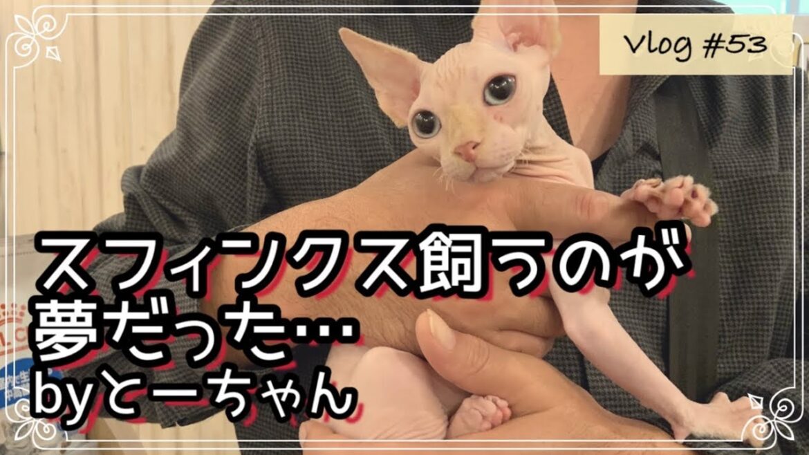 【運命の出会い】とーちゃんはスフィンクス猫を飼うのが夢だったのだ！～お迎え一週間～