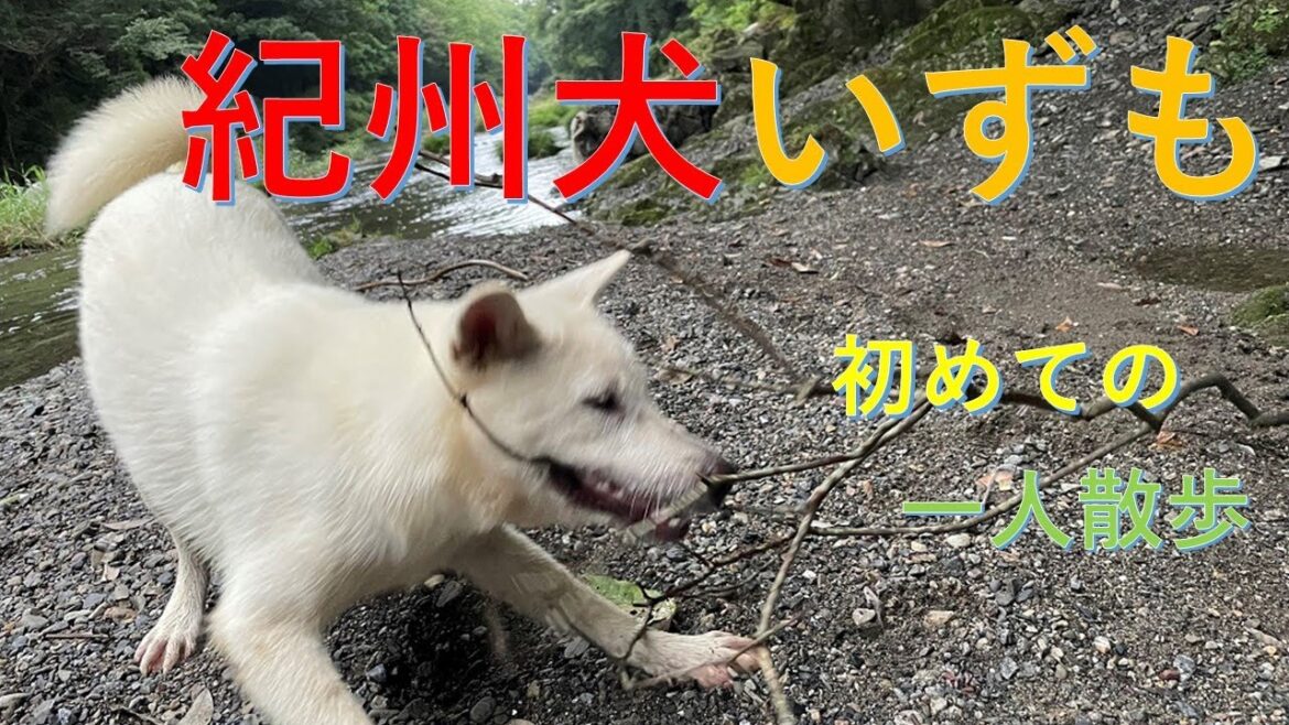 紀州犬いずも一人散歩（Kishu Inu Izumo walking alone）【Samurai dog TV】