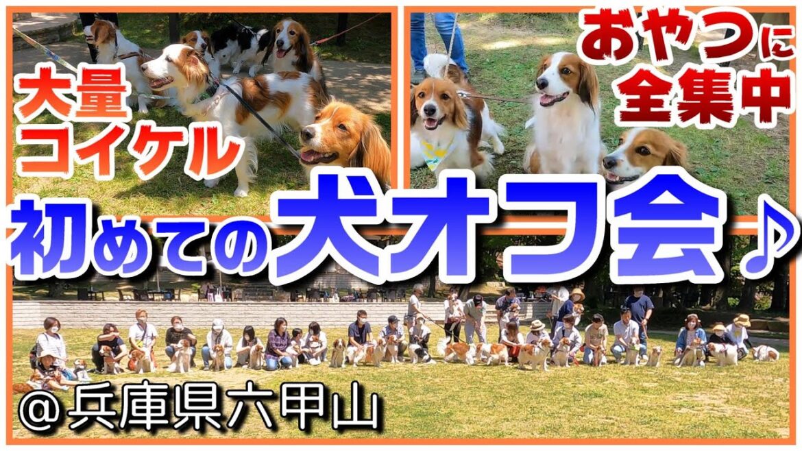 犬のオフ会に初参加しました♪　そこはコイケル天国だった...