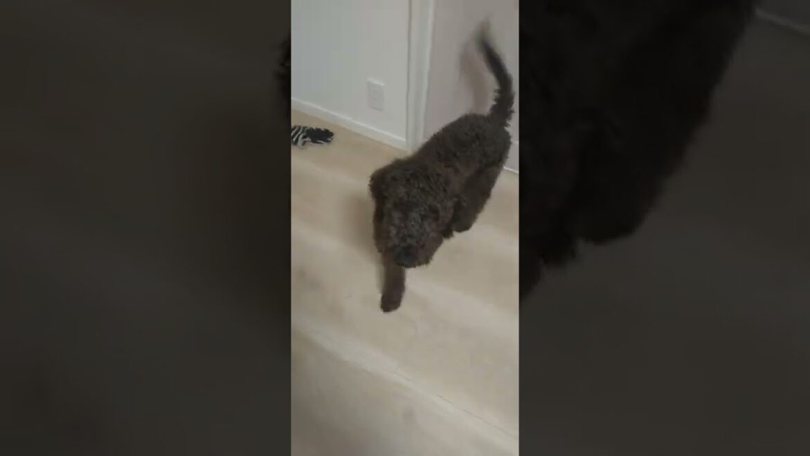 ミックス犬 ベドリントンテリア×スタンダードプードルの希少なMIXの子です。