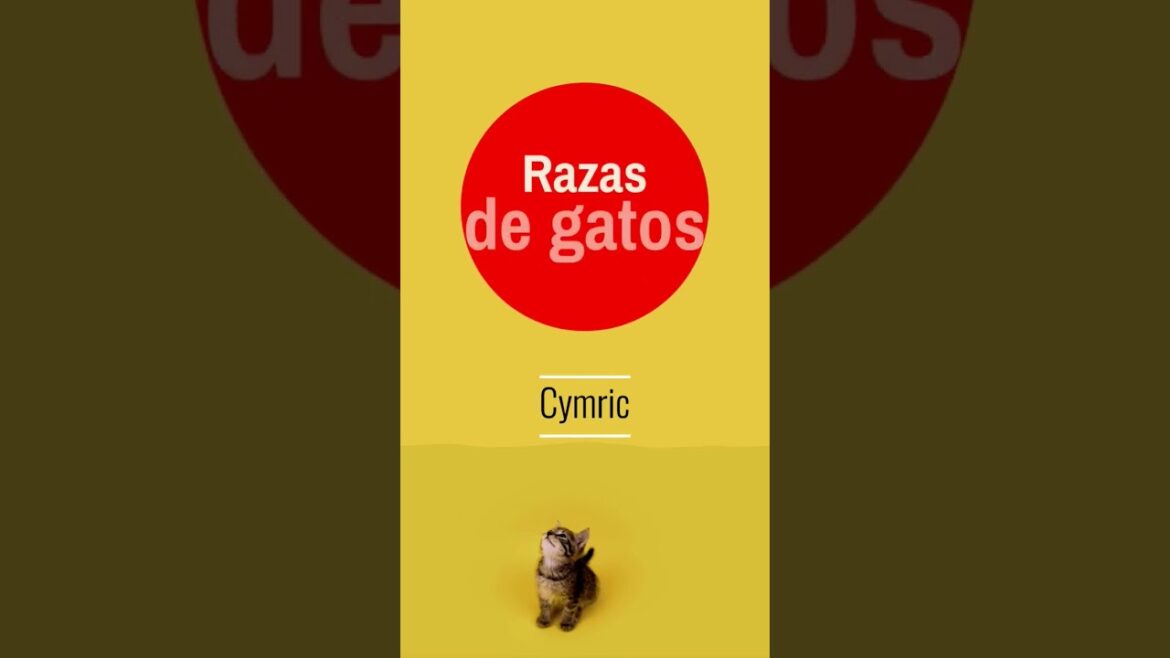 Cymric , TIPS razas de gatos   #canigat #gatos #cymric