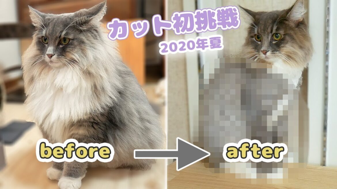 猫のサマーカット初挑戦！【ノルウェージャンフォレストキャット編2020】　Catting Norwegian Forest Cat hair.