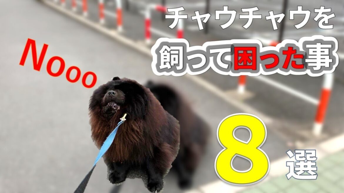 チャウチャウを飼って困った事8選【一人暮らし犬と暮らす】CHOW CHOW