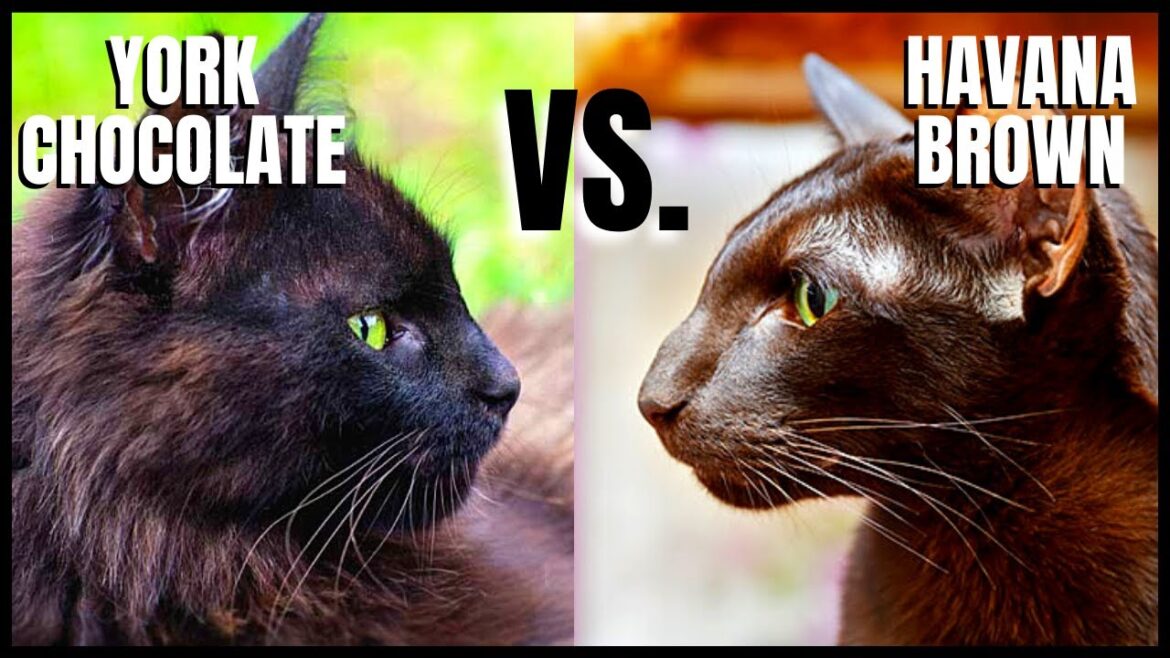 York Chocolate Cat VS. Havana Brown Cat York Chocolate Cat VS. Havana Brown Cat