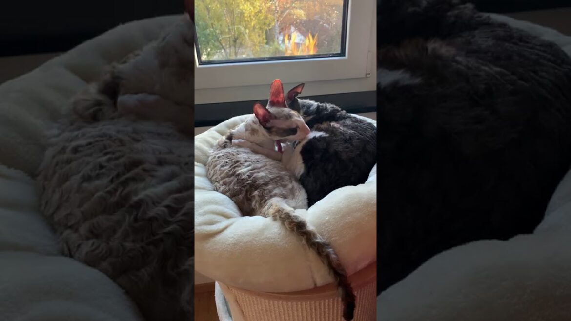 Cornish Rex Cats/Kittens/Katzen!!! Cornish Rex love is....