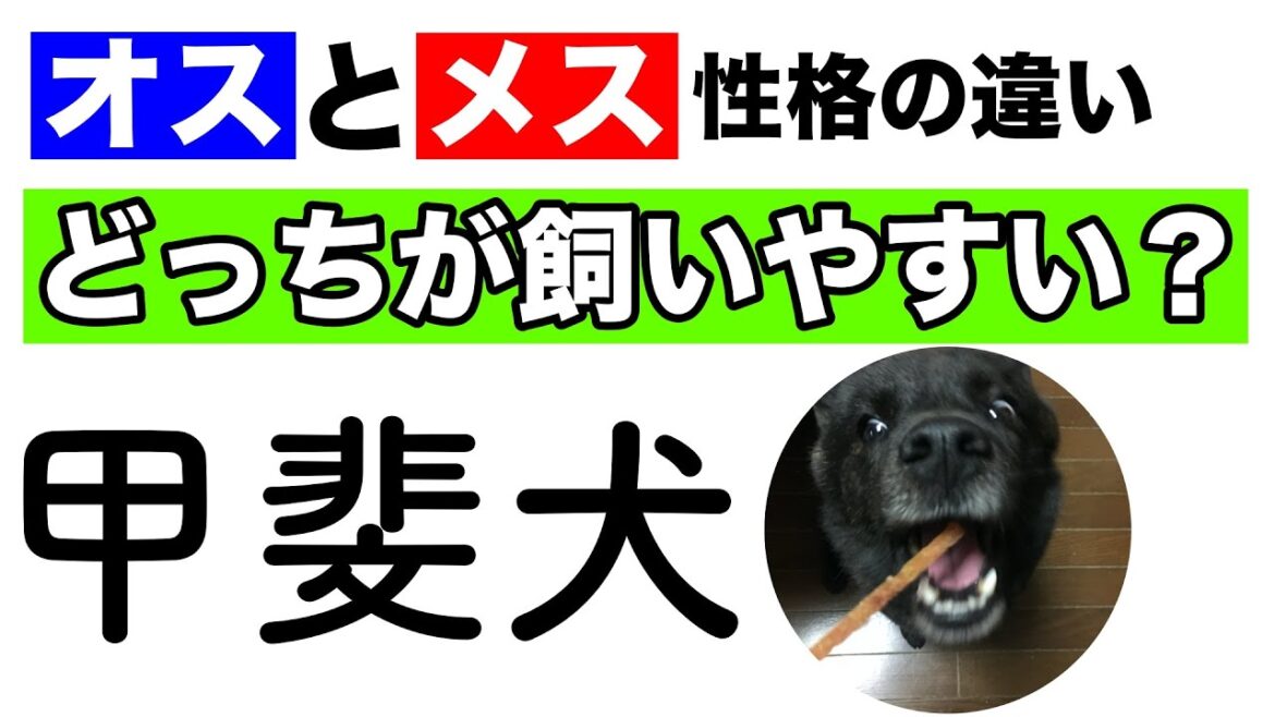甲斐犬ってオスとメスで全然違います