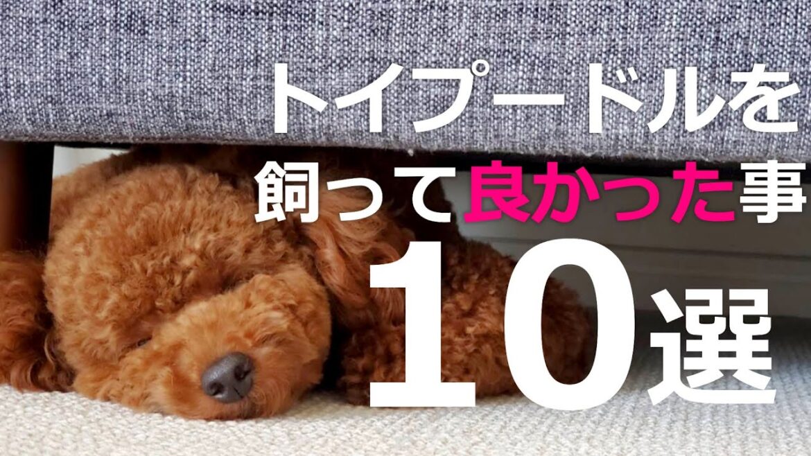 トイプードルを飼って良かった！と感じたことベスト10！すべてが可愛いんです♪
