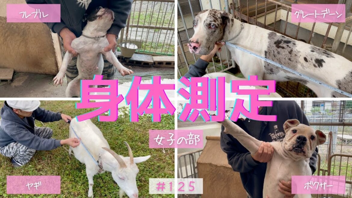 【身体測定＊女子の部】ボクサーの女子力ハンパないっ！