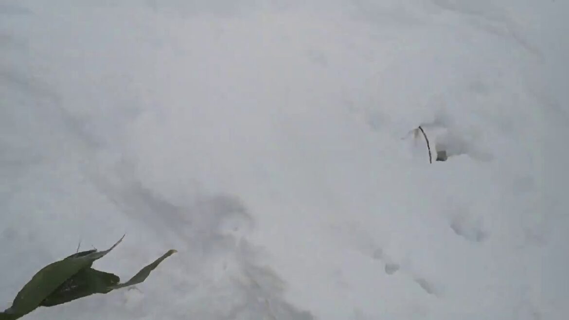 モンベル スノーシュー体験 蔵王スキー場①